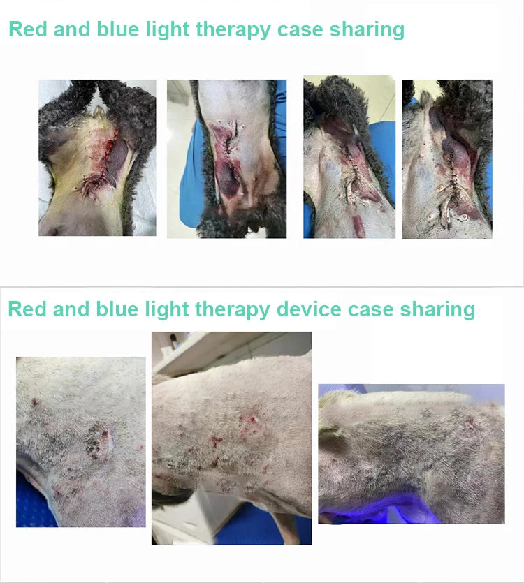 Vets Pet Care Equipment Red and Blue Light Therapy for Dogs and Cats Veterinary Instrument